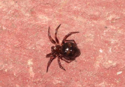 Euryopis sp.